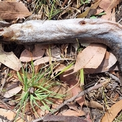 Unidentified Eels at Termeil, NSW - 23 Sep 2024 by DavidAllsop