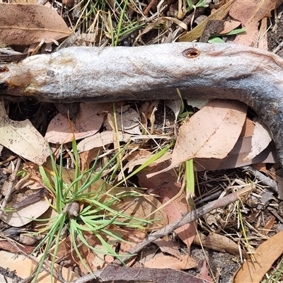 Unverified Eels at Termeil, NSW - 24 Sep 2024 by DavidAllsop