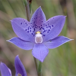 Thelymitra ixioides at Bundanoon, NSW - 25 Sep 2024