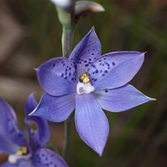 Thelymitra ixioides at Bundanoon, NSW - 25 Sep 2024