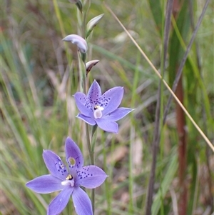 Thelymitra ixioides at Bundanoon, NSW - 25 Sep 2024