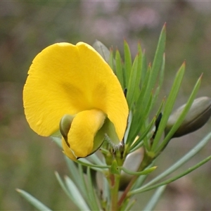 Gompholobium grandiflorum at Bundanoon, NSW - 25 Sep 2024