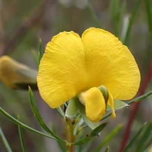 Gompholobium grandiflorum at Bundanoon, NSW - 25 Sep 2024 02:54 PM