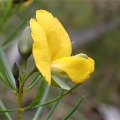 Gompholobium grandiflorum at Bundanoon, NSW - 25 Sep 2024