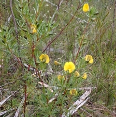 Gompholobium grandiflorum at Bundanoon, NSW - 25 Sep 2024