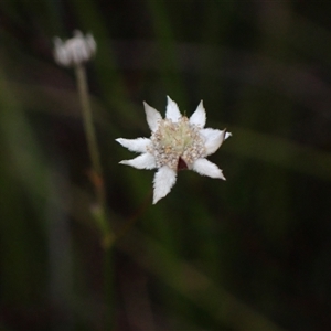 Actinotus minor at Bundanoon, NSW - 25 Sep 2024