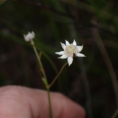 Actinotus minor at Bundanoon, NSW - 25 Sep 2024