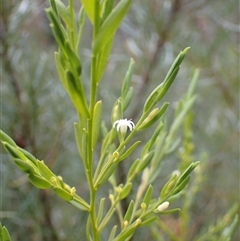 Olax stricta (Olax) at Bundanoon, NSW - 25 Sep 2024 by AnneG1