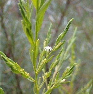 Olax stricta at Bundanoon, NSW - 25 Sep 2024