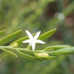 Olax stricta at Bundanoon, NSW - 25 Sep 2024