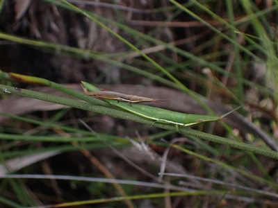 Psednura pedestris (Psednura grasshopper) at Bundanoon, NSW - 11 Mar 2024 by AnneG1