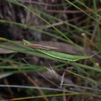 Psednura pedestris (Psednura grasshopper) at Bundanoon, NSW - 11 Mar 2024 by AnneG1