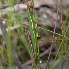 Psednura pedestris at Bundanoon, NSW - 11 Mar 2024 01:43 PM