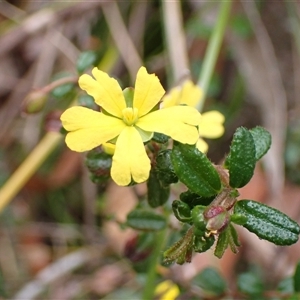 Hibbertia sp. at Robertson, NSW - 25 Sep 2024 11:19 AM