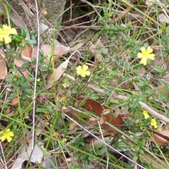 Hibbertia sp. at Robertson, NSW - 25 Sep 2024 11:19 AM