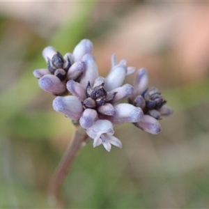 Conospermum tenuifolium at Robertson, NSW - 25 Sep 2024