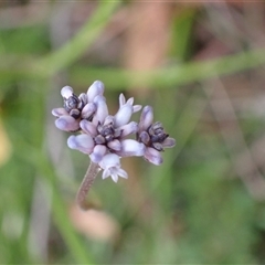 Conospermum tenuifolium at Robertson, NSW - 25 Sep 2024