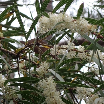 Hakea dactyloides at Robertson, NSW - 25 Sep 2024 by AnneG1