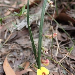Bossiaea ensata at Robertson, NSW - 25 Sep 2024 11:24 AM