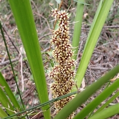 Lomandra longifolia (Spiny-headed Mat-rush, Honey Reed) at Robertson, NSW - 25 Sep 2024 by AnneG1