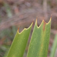 Lomandra longifolia at Robertson, NSW - 25 Sep 2024