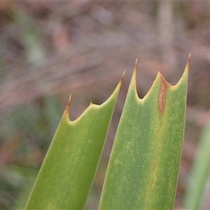 Lomandra longifolia at Robertson, NSW - 25 Sep 2024 11:32 AM