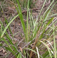 Lomandra longifolia at Robertson, NSW - 25 Sep 2024 11:32 AM