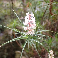 Dracophyllum secundum at Robertson, NSW - 25 Sep 2024