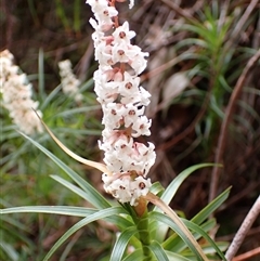 Dracophyllum secundum at Robertson, NSW - 25 Sep 2024