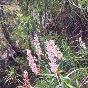 Dracophyllum secundum at Robertson, NSW - 25 Sep 2024