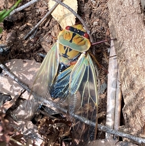 Cyclochila australasiae at Robertson, NSW - 25 Sep 2024