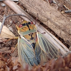 Cyclochila australasiae at Robertson, NSW - 25 Sep 2024