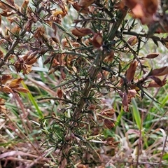 Ulex europaeus at Gunning, NSW - 30 Sep 2024 03:12 PM