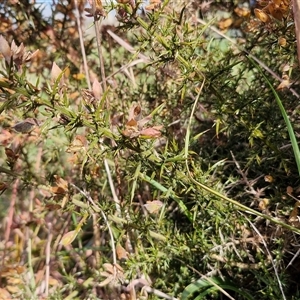 Ulex europaeus at Gunning, NSW - 30 Sep 2024 03:12 PM