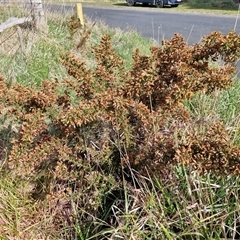 Ulex europaeus at Gunning, NSW - 30 Sep 2024 03:12 PM