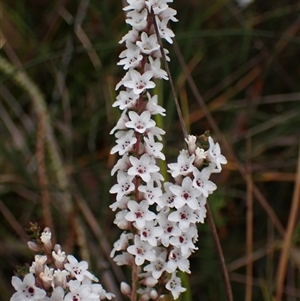 Epacris microphylla at Bundanoon, NSW - 25 Sep 2024