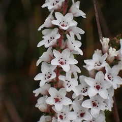 Epacris microphylla at Bundanoon, NSW - 25 Sep 2024