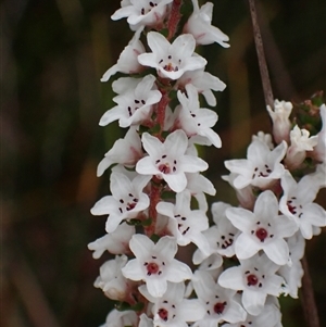 Epacris microphylla at Bundanoon, NSW - 25 Sep 2024