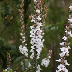 Epacris microphylla at Bundanoon, NSW - 25 Sep 2024