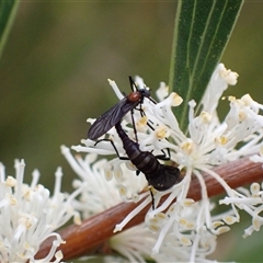 Hakea dactyloides at Bundanoon, NSW - 25 Sep 2024 03:08 PM