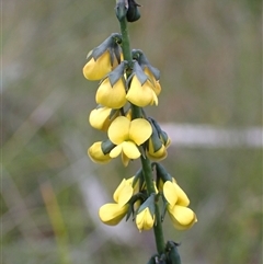 Sphaerolobium minus (Globe-pea) at Bundanoon, NSW - 25 Sep 2024 by AnneG1