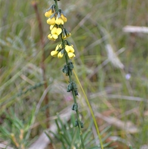 Sphaerolobium minus at Bundanoon, NSW - 25 Sep 2024