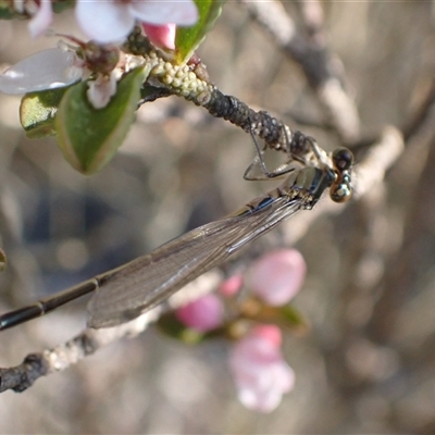 Ischnura heterosticta (Common Bluetail Damselfly) at Murrumbateman, NSW - 30 Sep 2024 by SimoneC