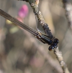 Ischnura heterosticta at Murrumbateman, NSW - 30 Sep 2024