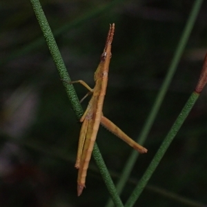 Heide amiculi at Bundanoon, NSW - 25 Sep 2024