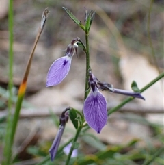 Pigea monopetala at Bundanoon, NSW - 25 Sep 2024 by AnneG1