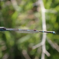 Austrolestes leda at Murrumbateman, NSW - 30 Sep 2024