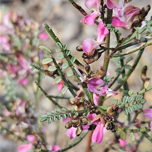 Indigofera adesmiifolia at Whitlam, ACT - 28 Sep 2024