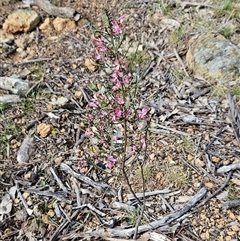 Indigofera adesmiifolia at Whitlam, ACT - 28 Sep 2024