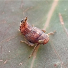 Cicadellidae (family) at Bundanoon, NSW - 25 Sep 2024 02:07 PM